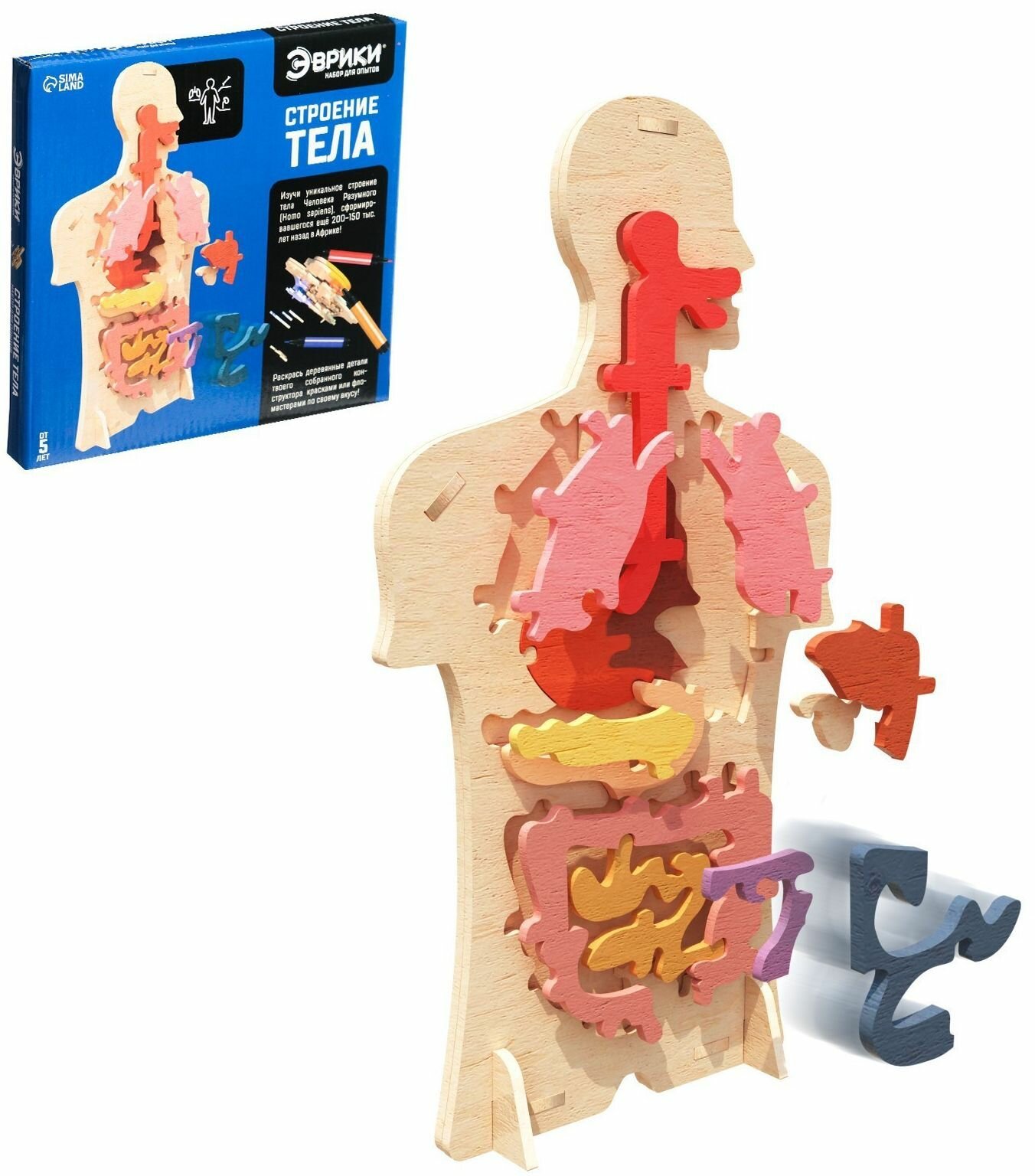 Анатомическая 3D модель "Строение тела", деревянный конструктор, набор для опытов, пазл из 24 элементов