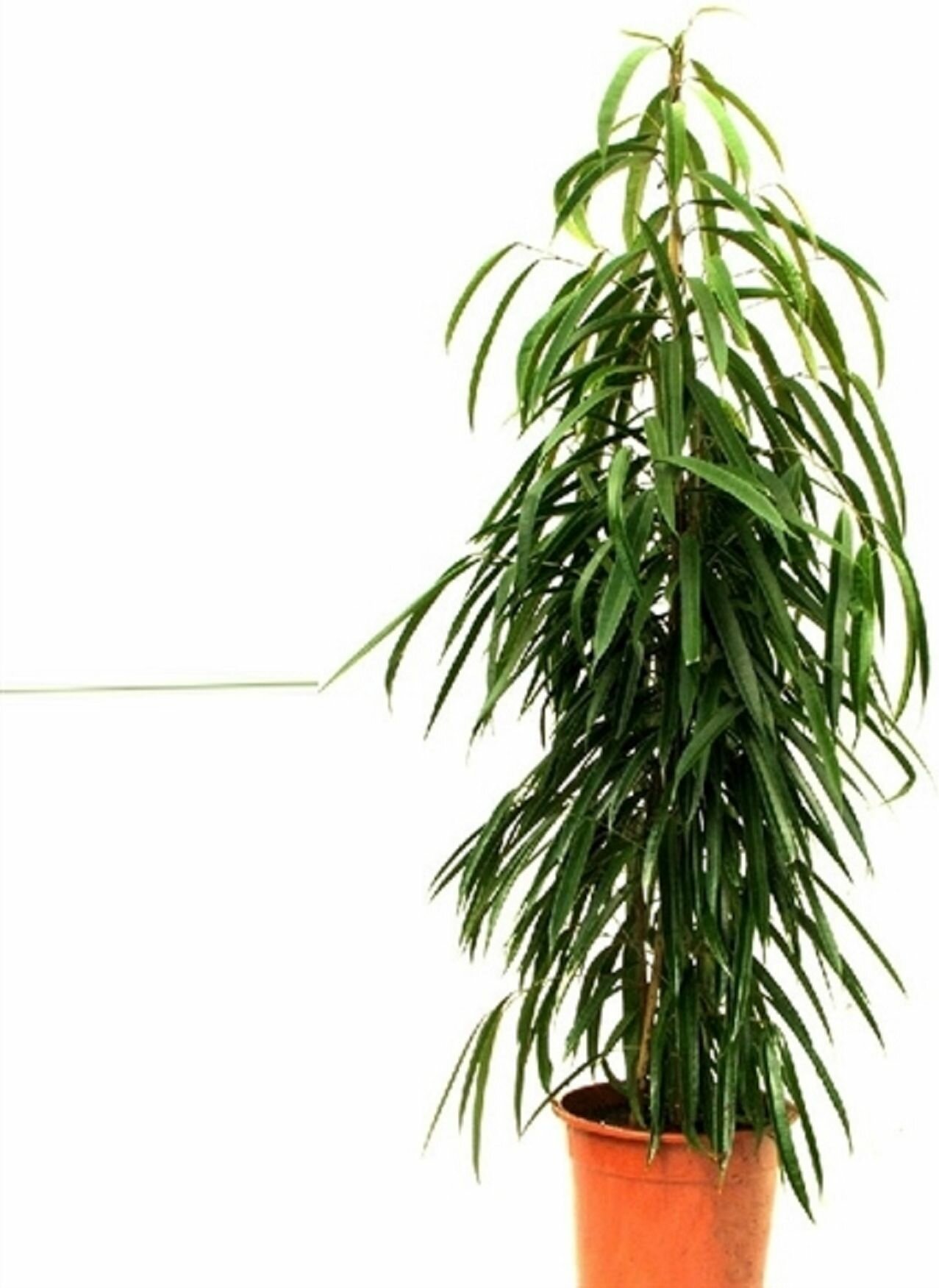Растение Фикус биннедика D17 H70 см