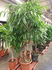 Растение Фикус бин. амст. кинг D27 H180 см