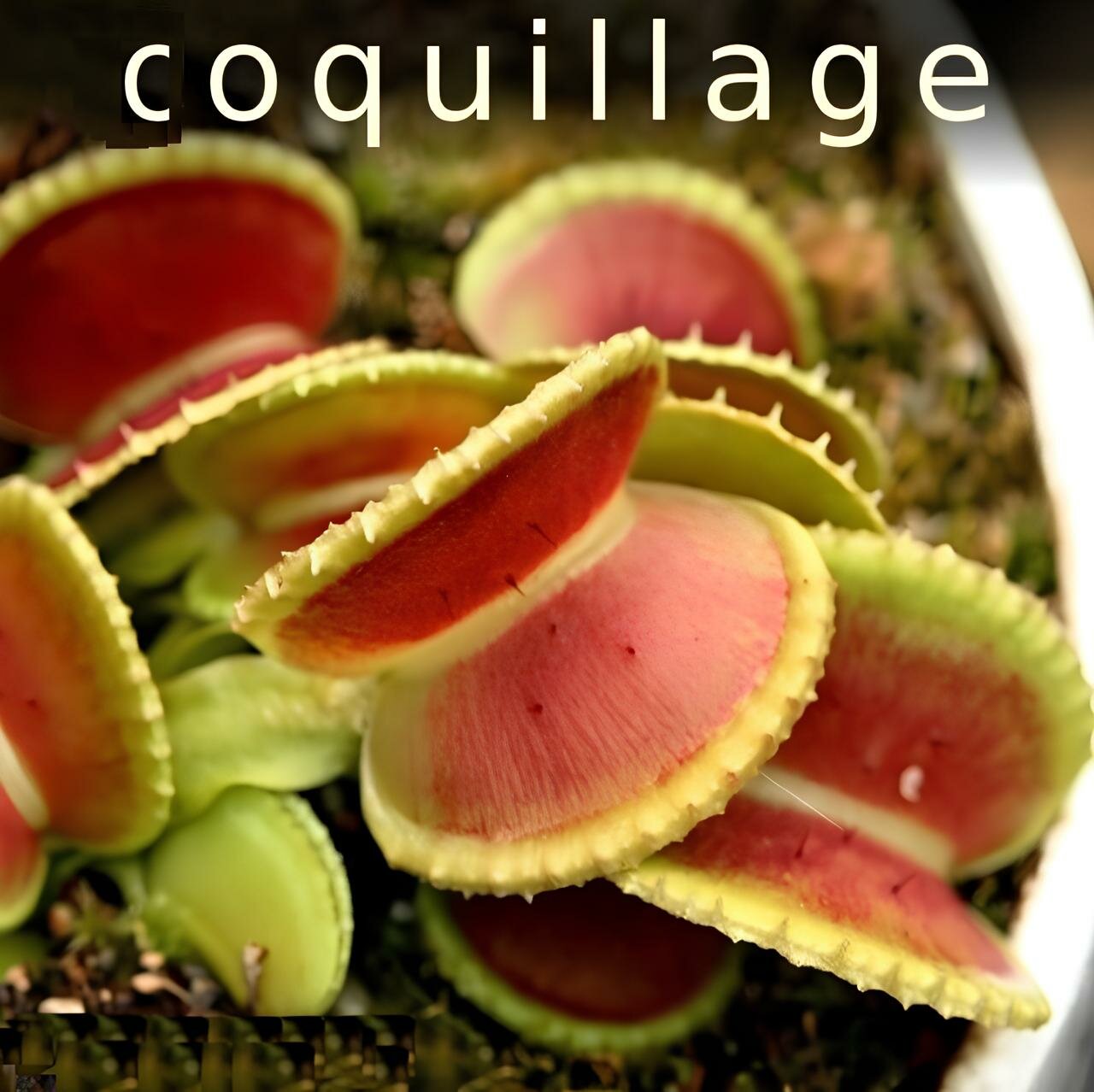 Сортовая венерина мухоловка "Coquillage" - фотография № 1