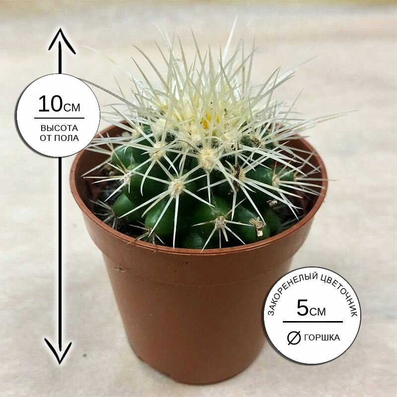 Кактус Эхинокактус Грусони 5*10 живое комнатное растение в горшке