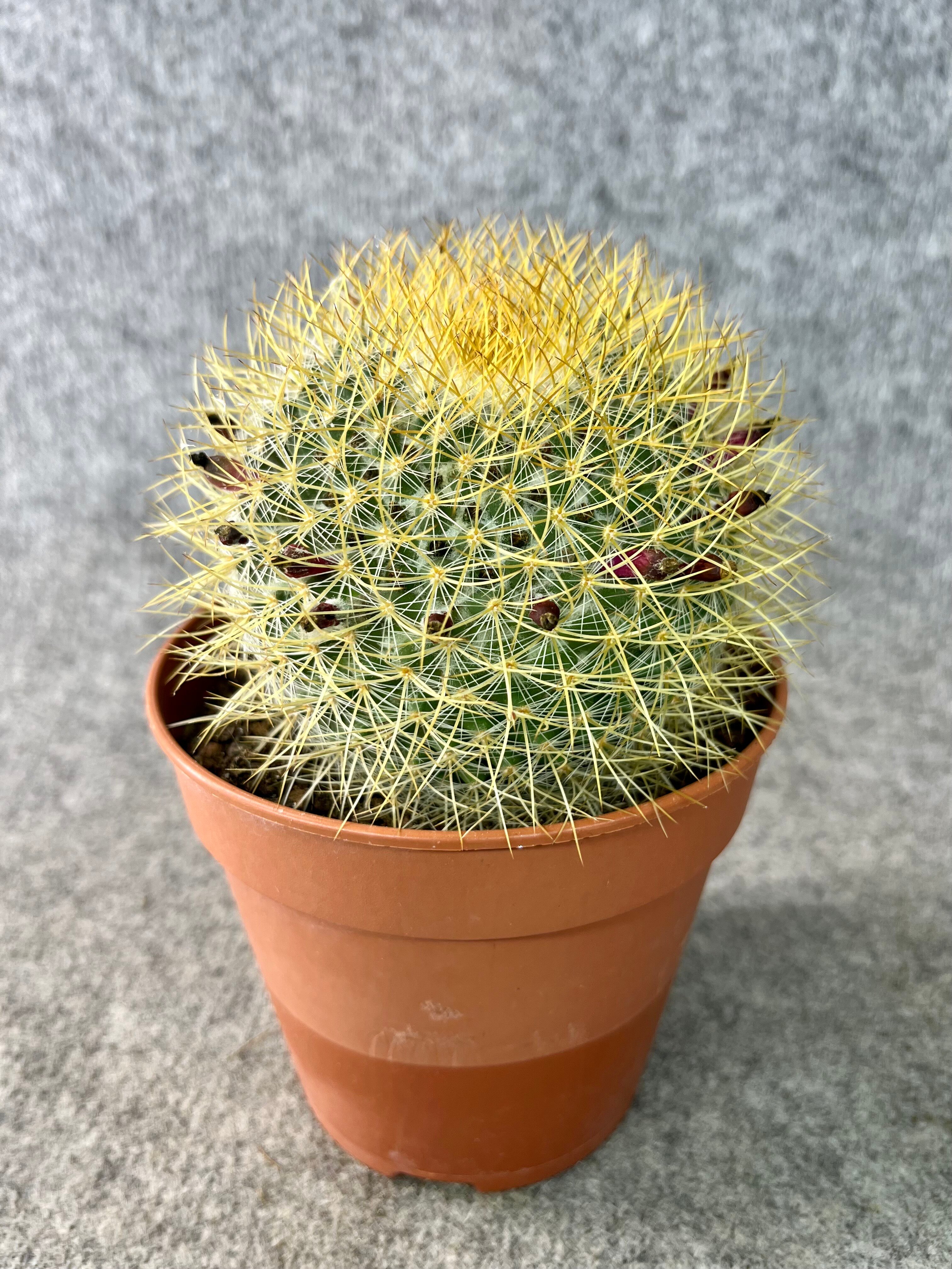 Кактус цветущий Маммиллярия – Mammillaria 1 горшок (12 см)