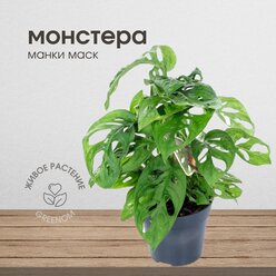 Монстера Маска обезьянки, живое комнатное растение, Манки маск, диаметр 12 см
