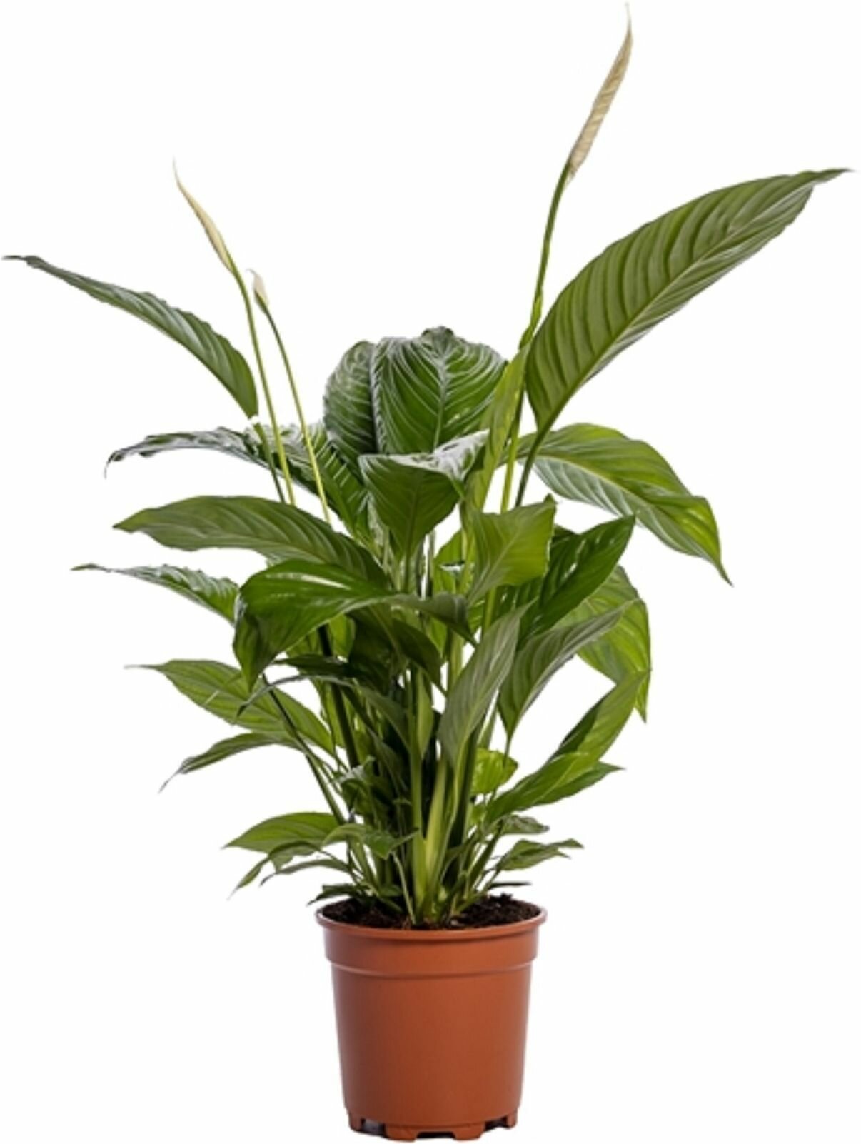 Растение Спатифиллум св.лауретт а D19 H80 см