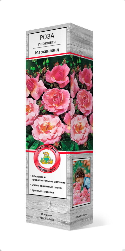 Растение Роза парковая Мархенланд С1 Н37