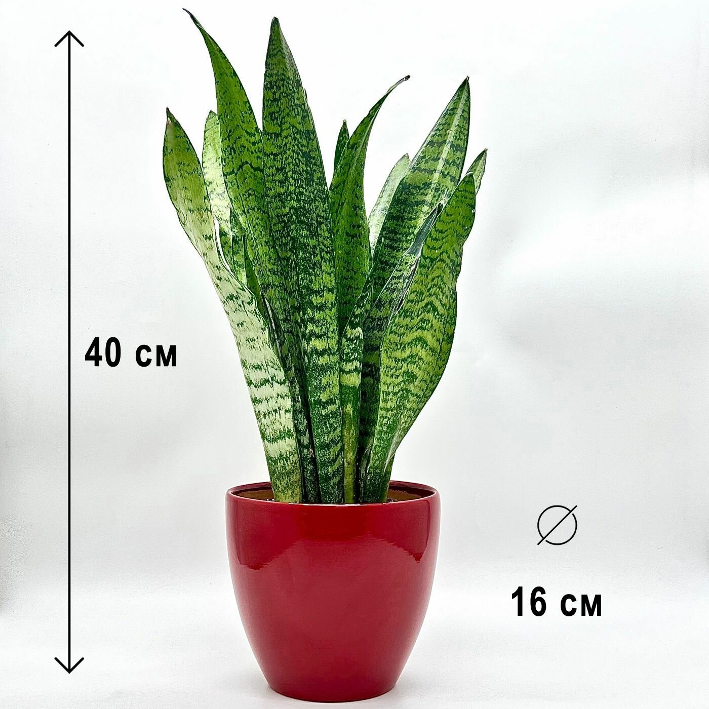 Сансевиерия Зелайника в керамическом красном кашпо высота композиции 35-40см