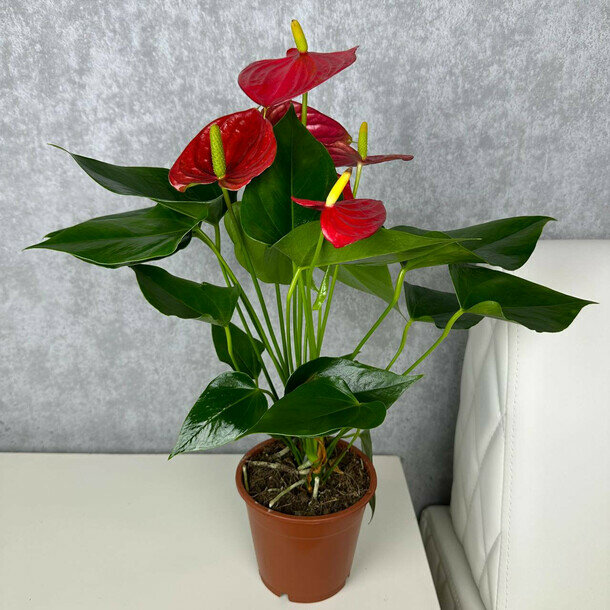 Антуриум мужское счастье, комнатное растение живое в горшке, высота 45 см, дм 12 Flawery