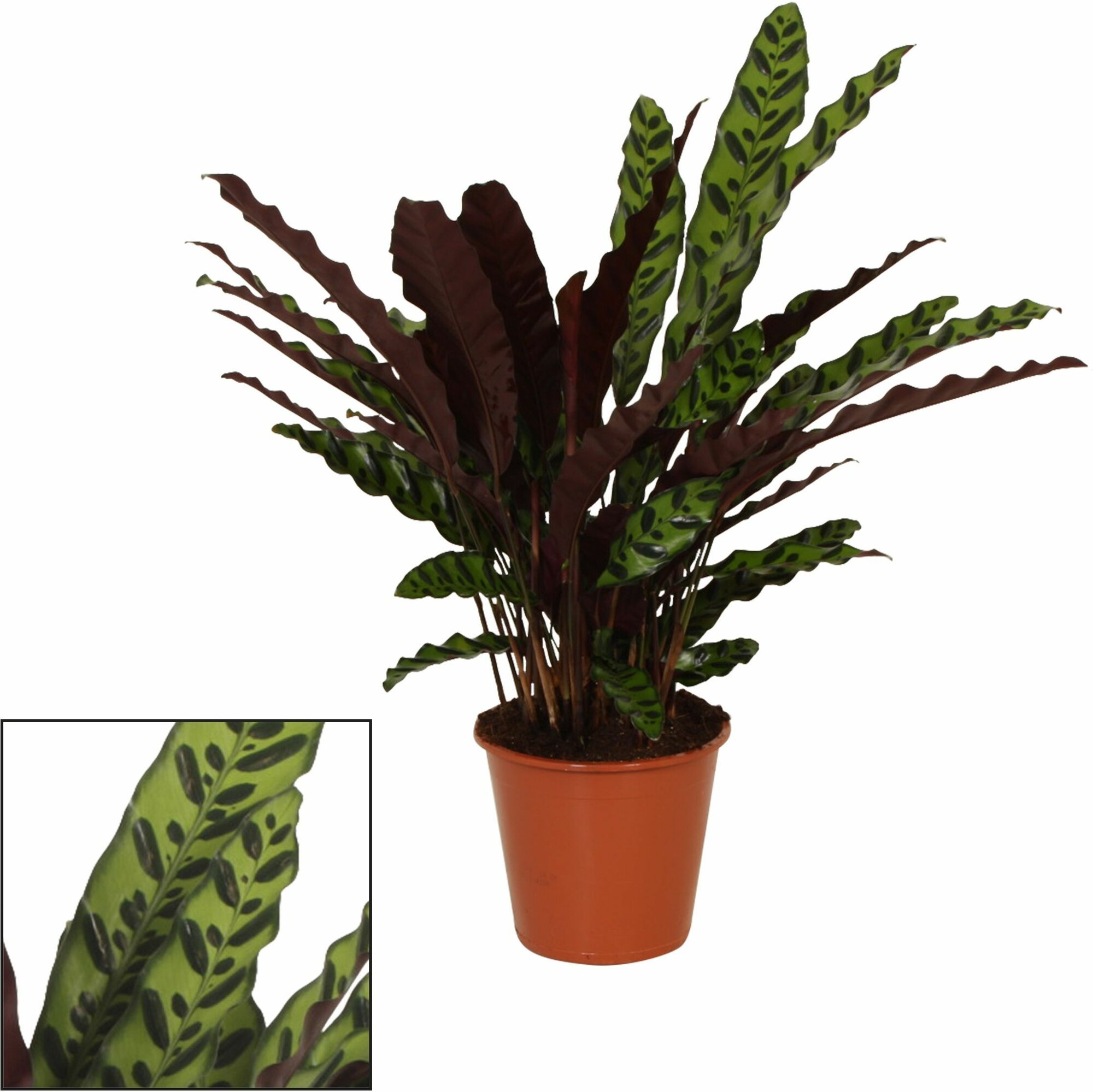 Растение Калатея лансифолиа D19 H60