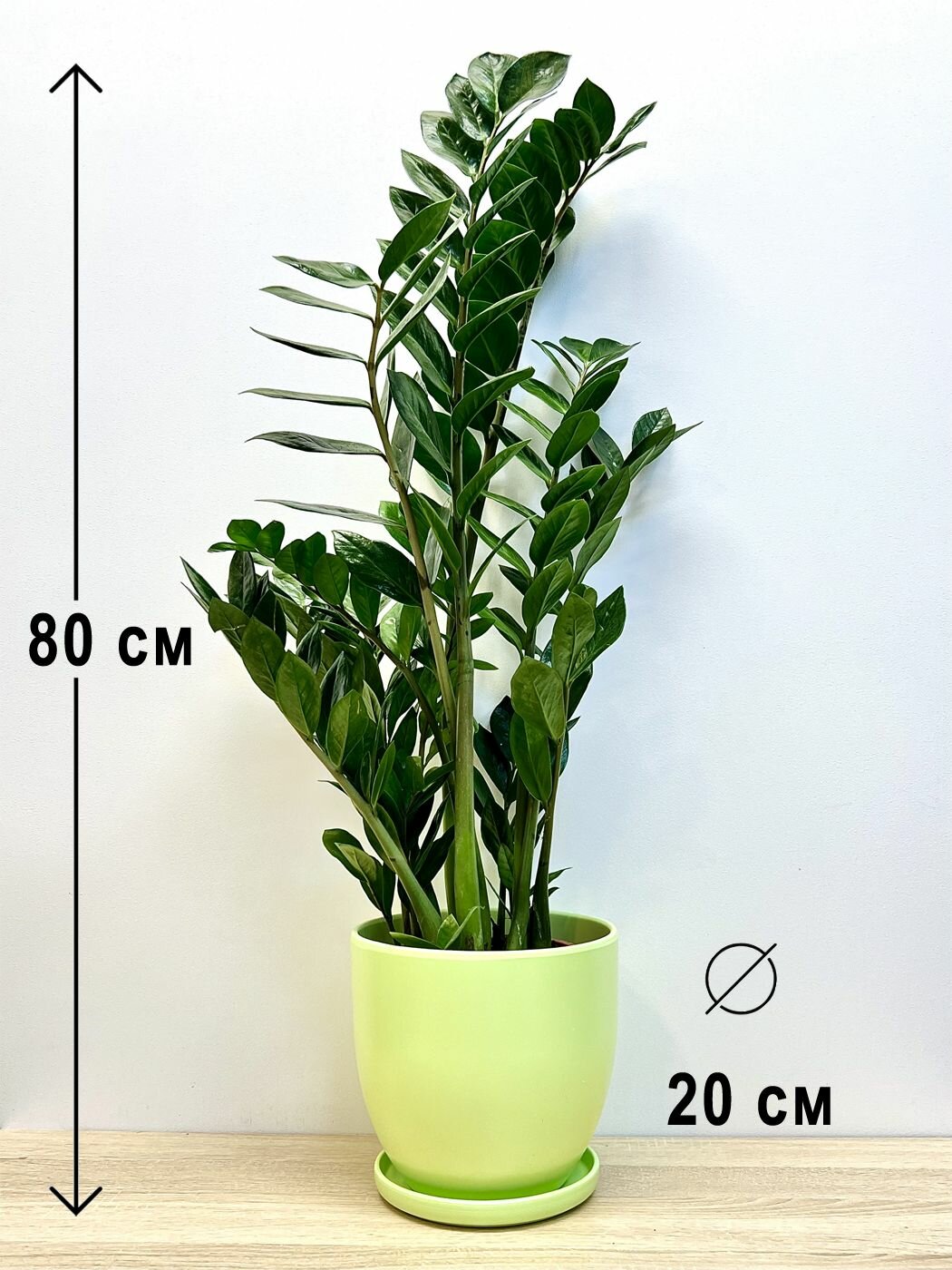 Замиокулькас в керамическом салатовом горшке классик с поддоном высота композиции 70-80см