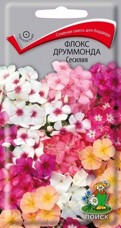 Флокс Сесилиядруммонда 03г. Поиск