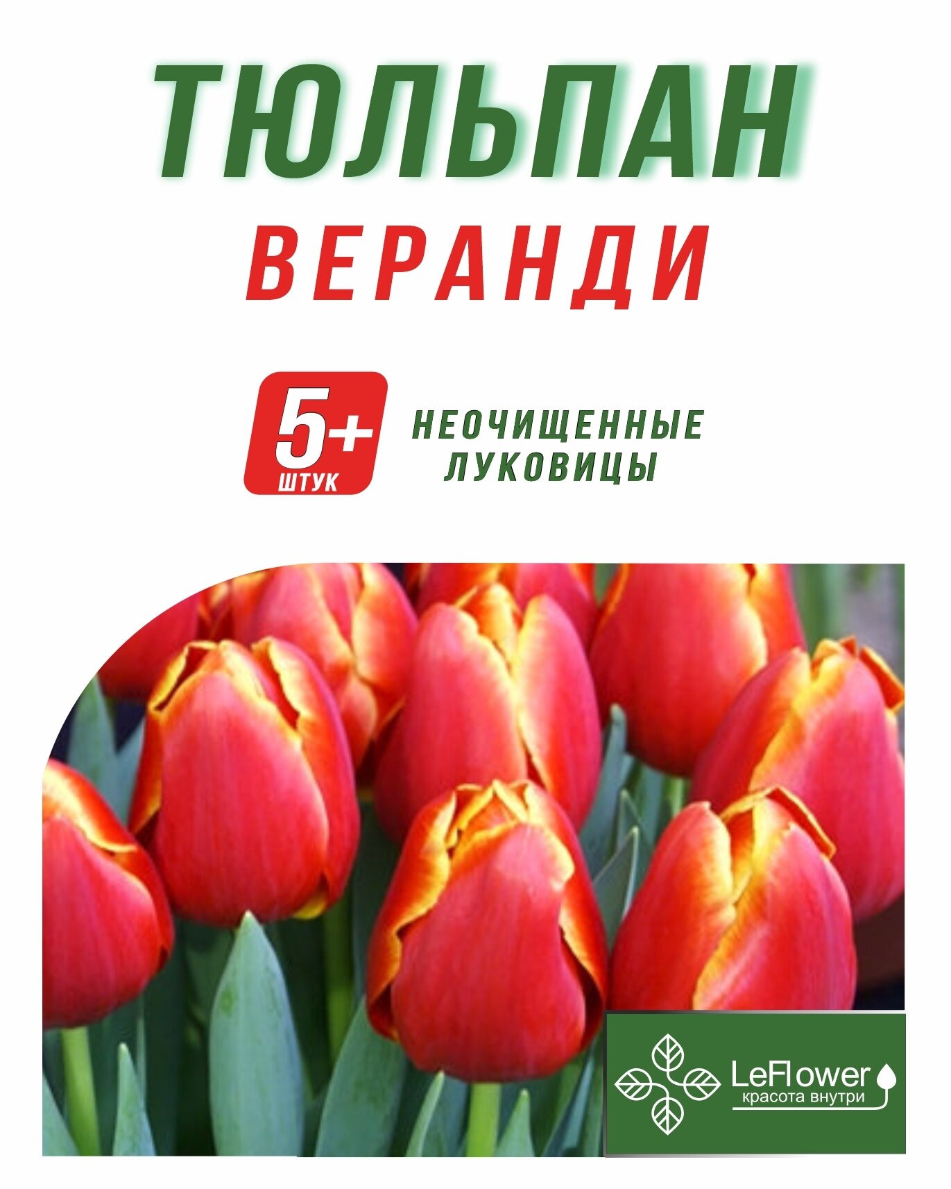 Тюльпан Луковица Веранди 5+ шт