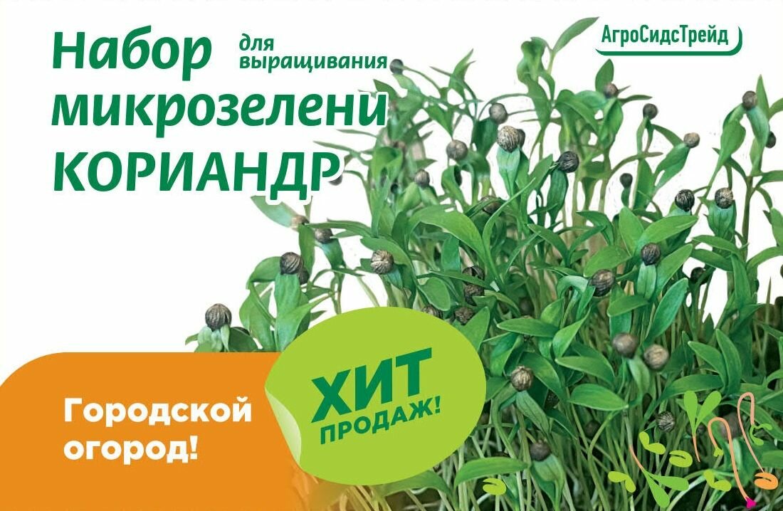 Набор для выращивания микрозелени кориандр 6 г АСТ