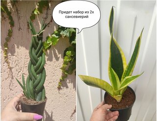 Набор из 2х растений: Сансевиерия Futura Superba и Цилиндрика Коса