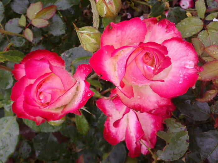 Семена Роза чайно-гибридная Роз Гожар 5 шт.