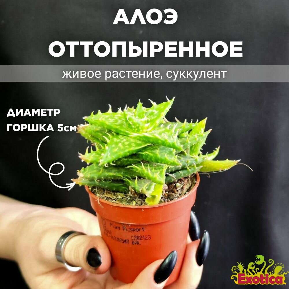 Алоэ Оттопыренное Груп (Aloe Squarrosa Group) D5см