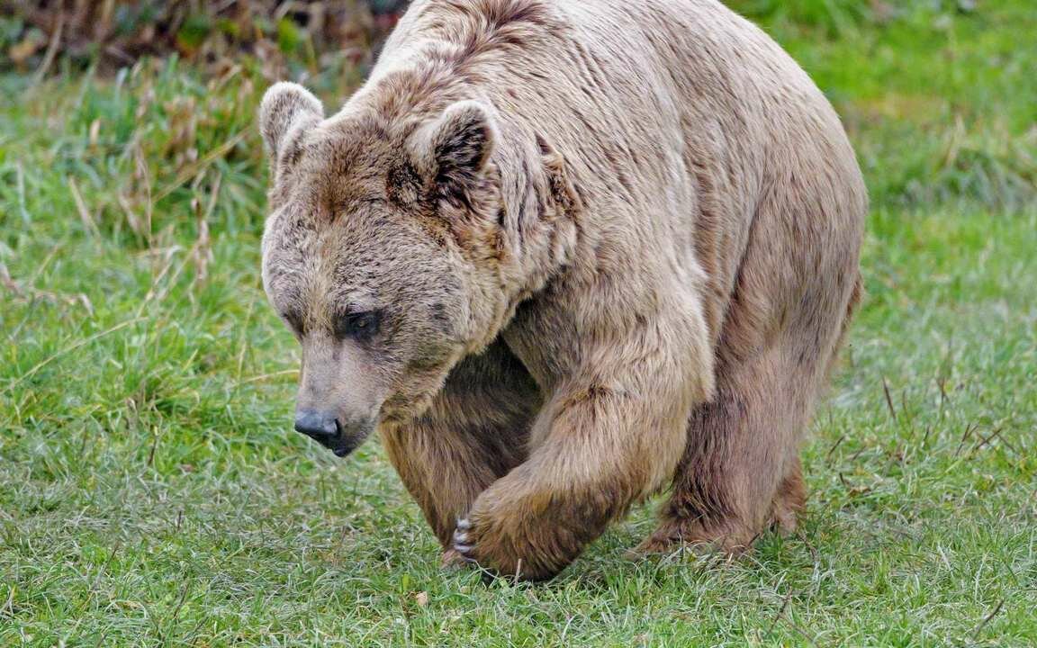 Бура животное фото
