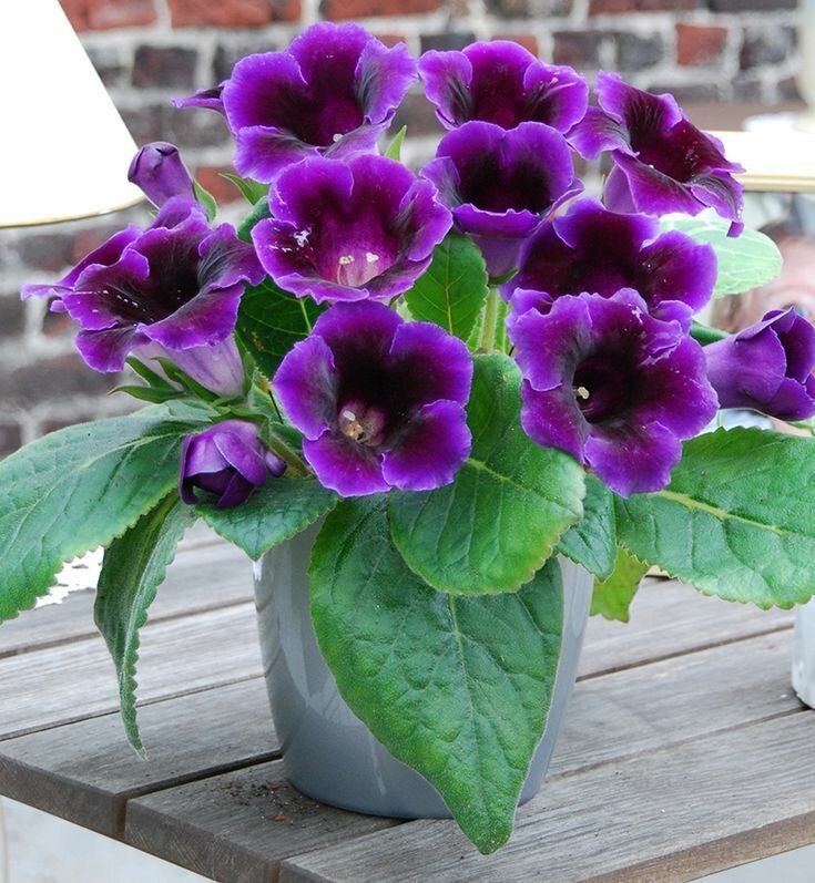 Глоксиния Виолацея (лат. Gloxinia) семена 10шт + подарочек