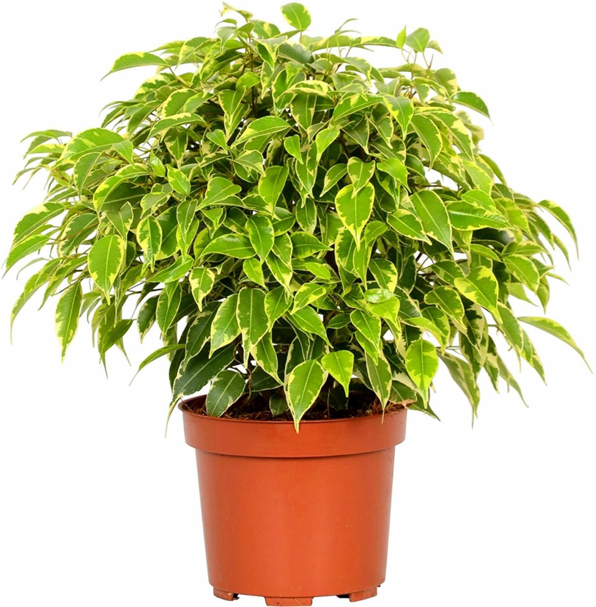 Растение Фикус бенжамина кинки D12 H27 см