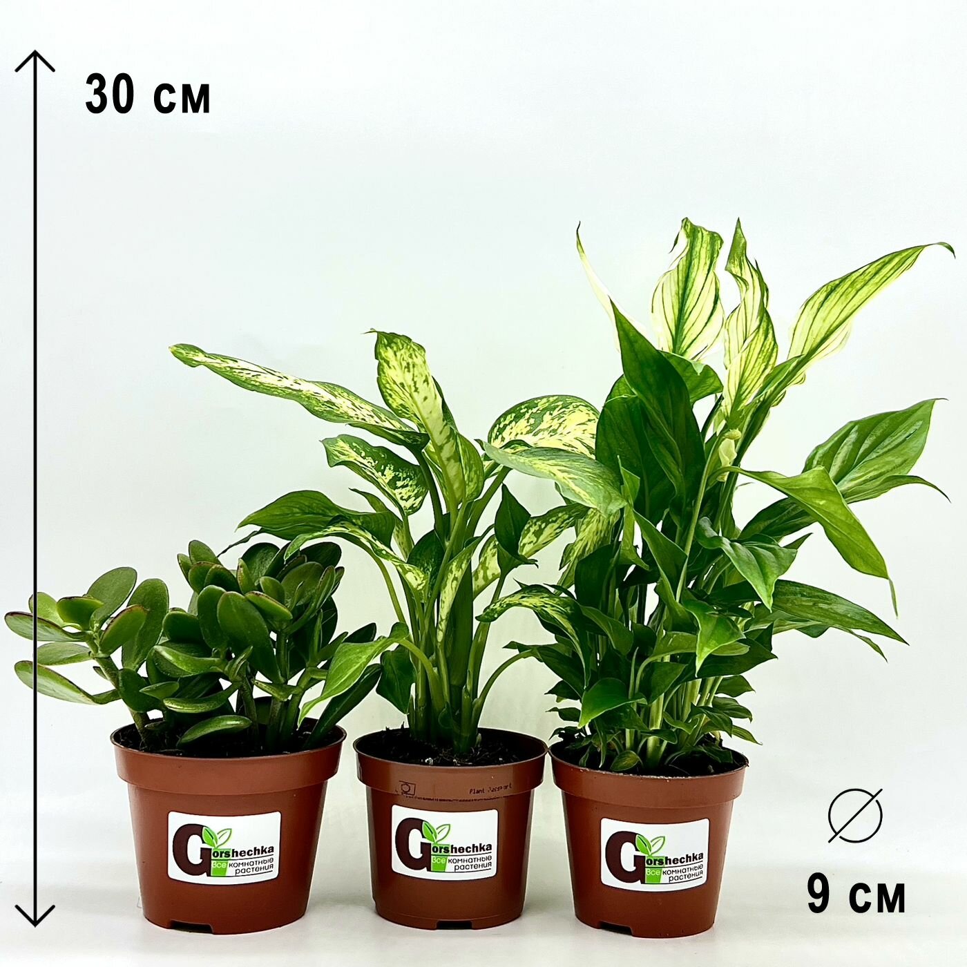 Набор 3 растения (d9): Крассула Овата Диффенбахия Спатифиллум высота 15-30см