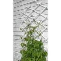 фото Шпалера "Вьющиеся растения", 38х188см