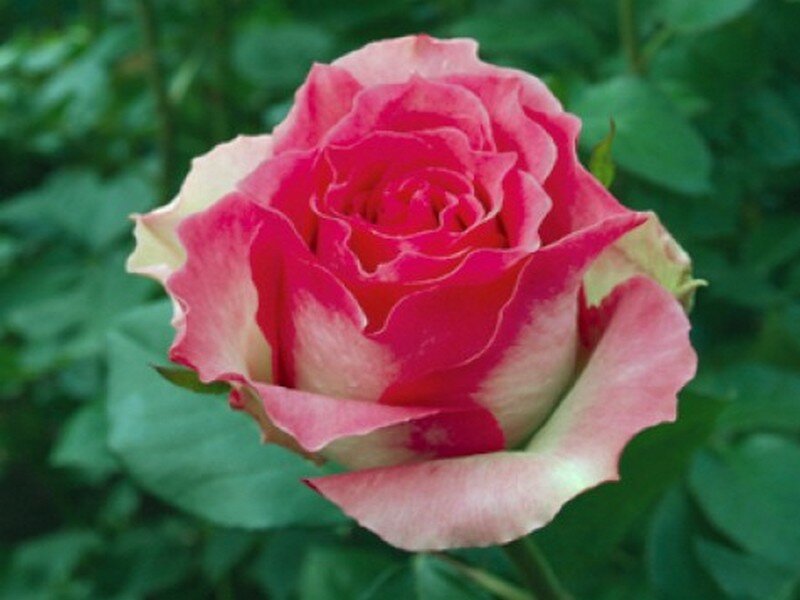 Семена Роза чайно-гибридная Малибу 5 шт.