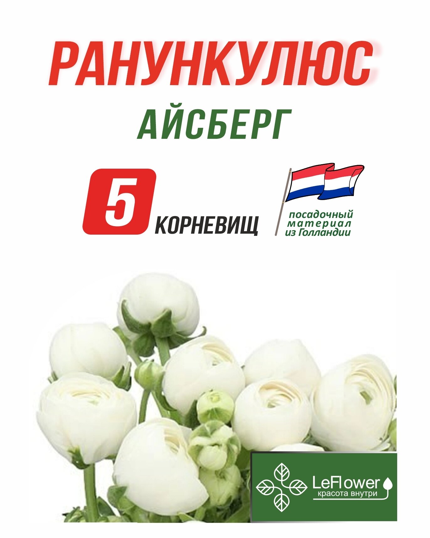 Корневище Ранункулюс Айсберг  5шт