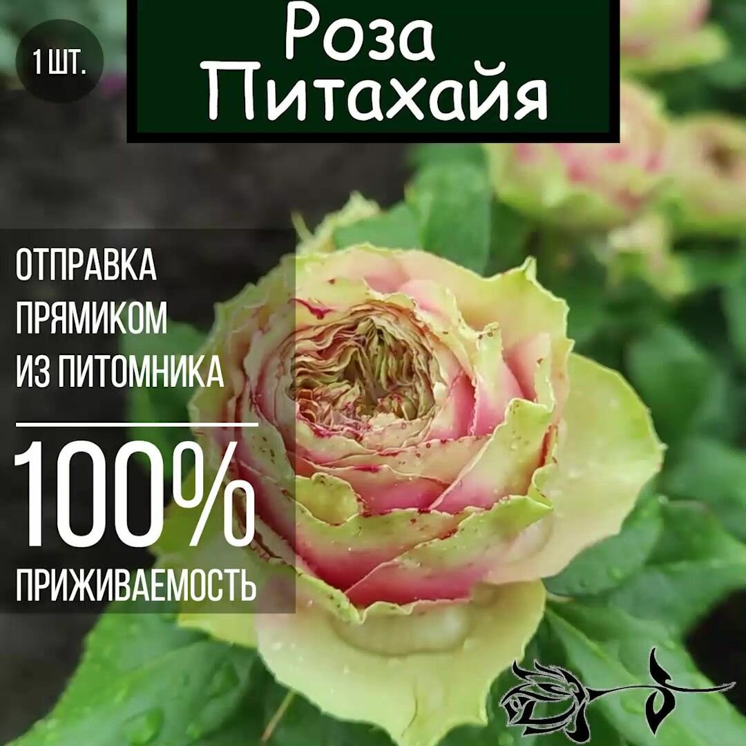 Саженец розы Питахайя / Чайно гибридная роза