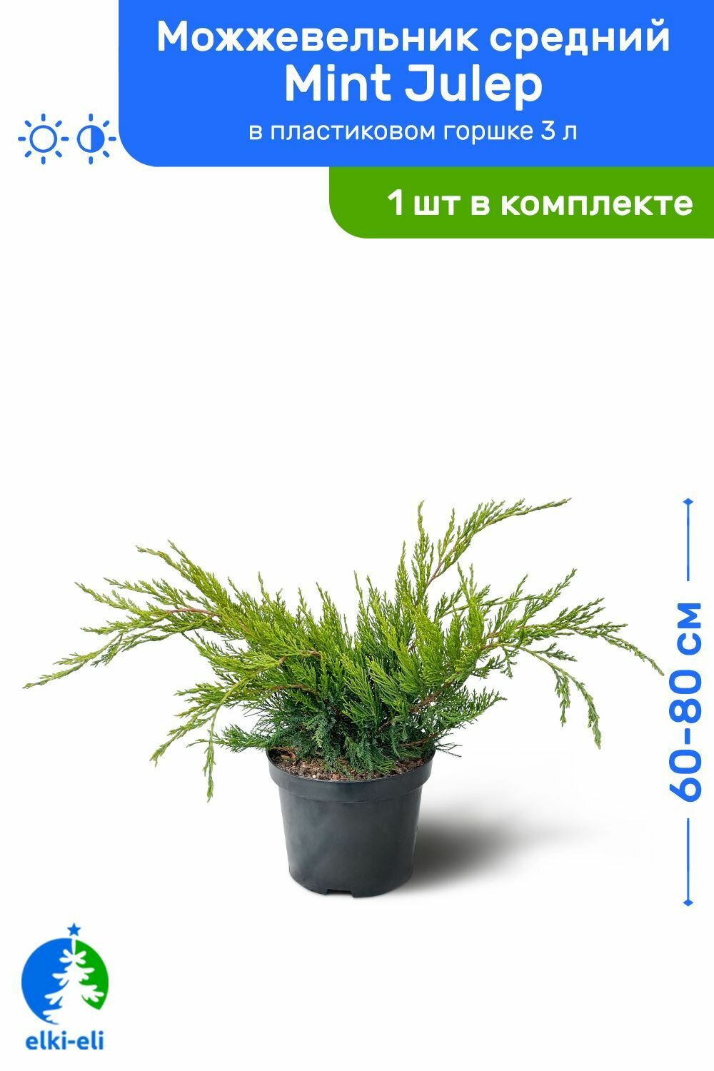 Можжевельник средний Mint Julep (Минт Джулеп) 60-80 см в пластиковом горшке 3 л, саженец, хвойное живое растение