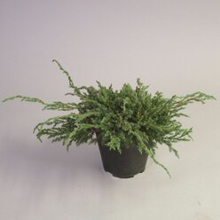 Растение Можжевельник чешуйчатый блю карпет 881741 С2 H20-25