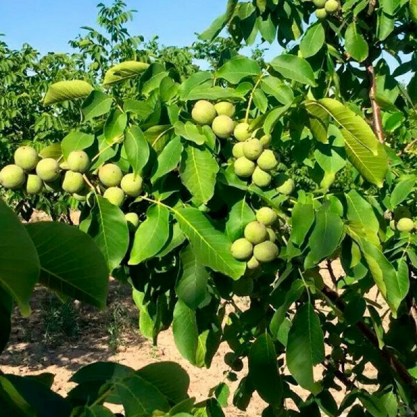 Саженец Орех грецкий Великан