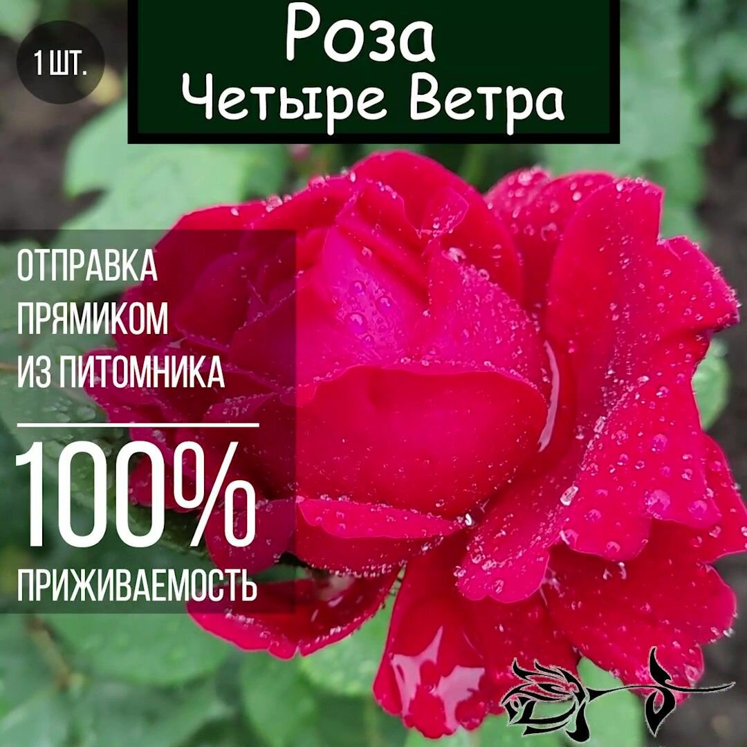 Саженец розы Четыре ветра / Роза флорибунда