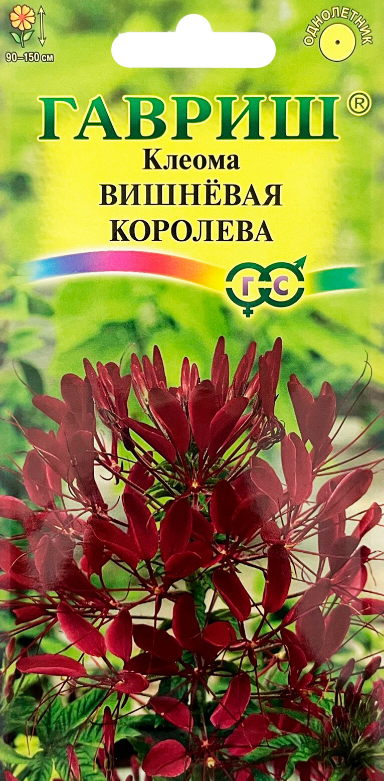 Клеома Вишневая королева 03 г