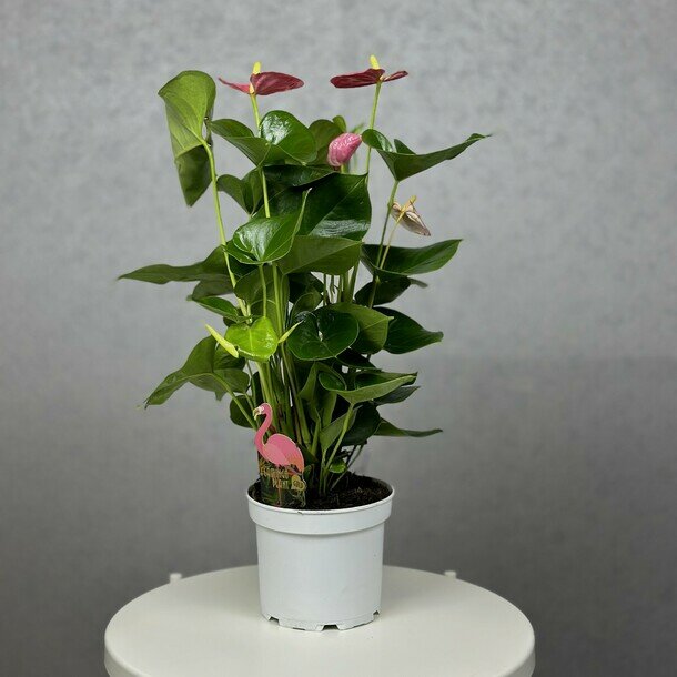 Антуриум, комнатное растение живое, цветок в горшке, высота 55 см, дм 17 Flawery