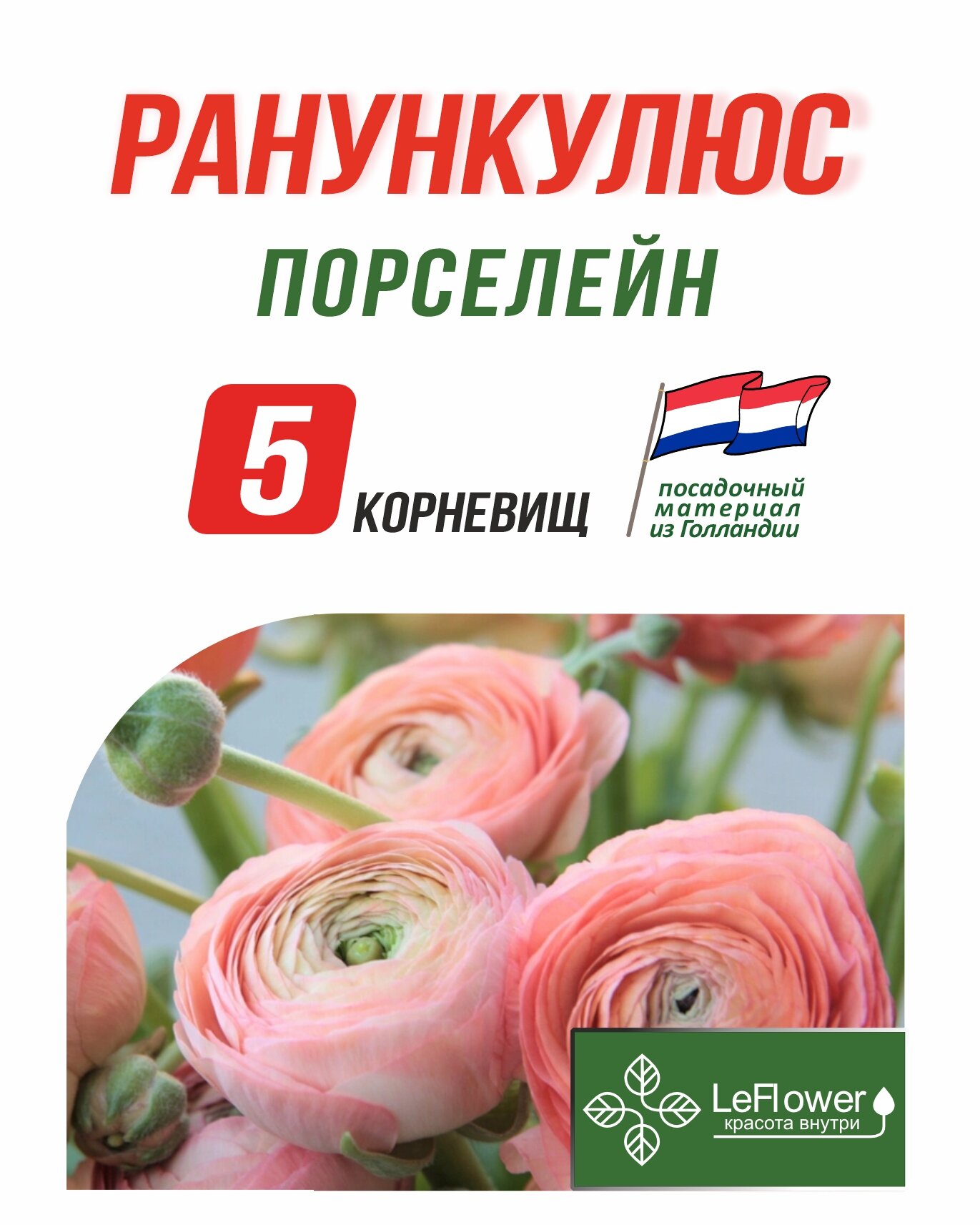 Корневище Ранункулюс Порселейн 5шт