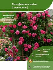 Роза Девичьи грёзы / Посадочный материал напрямую из питомника для вашего сада, огорода / Надежная и бережная упаковка