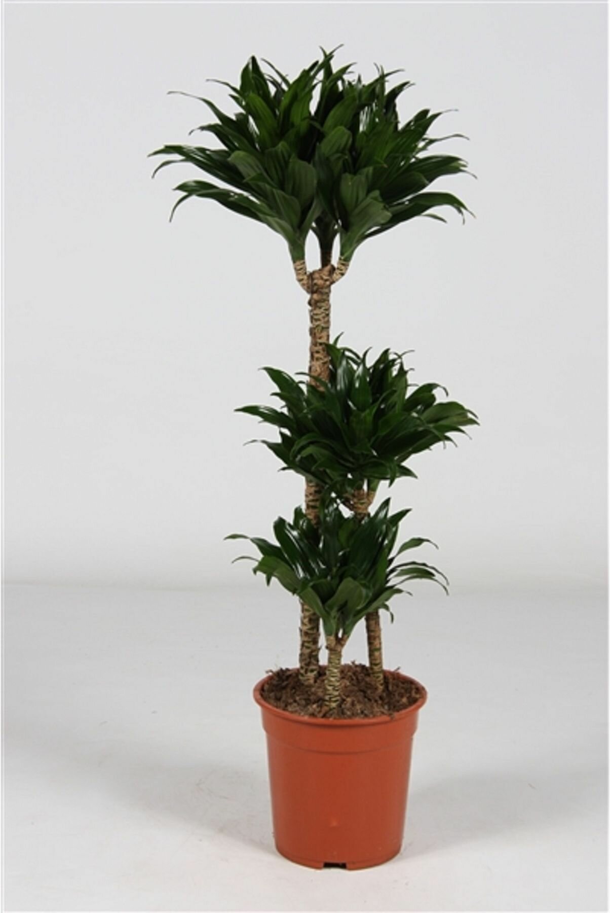 Растение Драцена фр.компак та 3ст. D21 H120 см