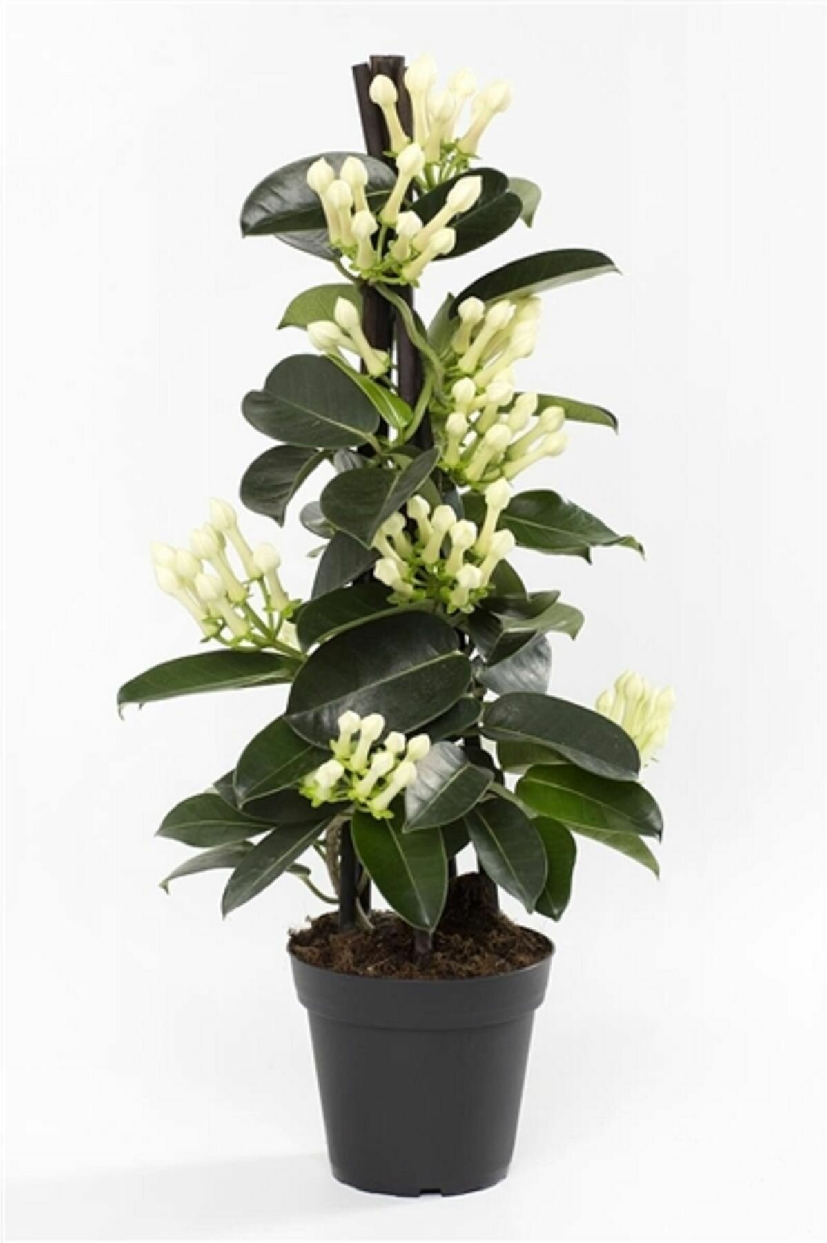 Растение Стефанотис флорибунда D12 см H55 см