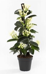 Растение Стефанотис флорибунда D12 см H55 см