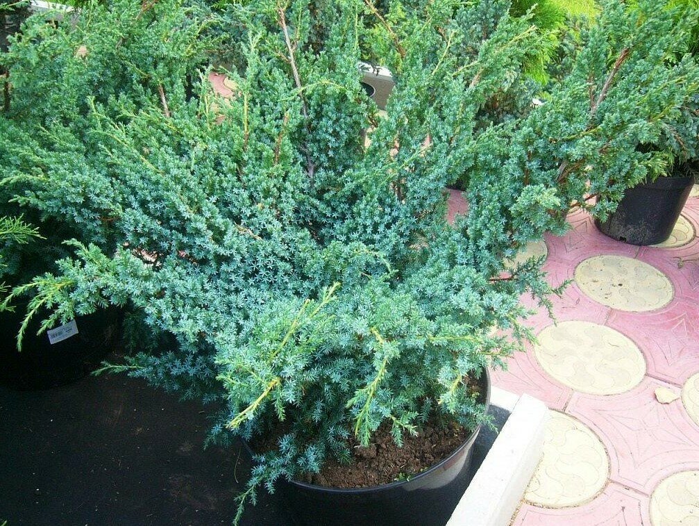 Можжевельник китайский (Juniperus chinensis 