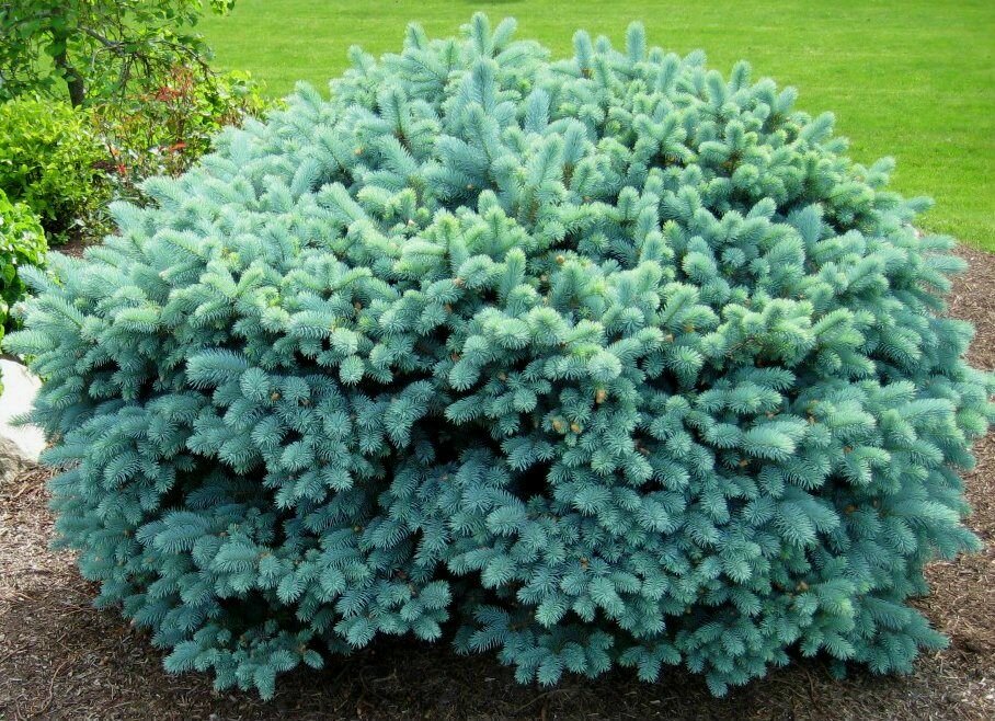 Ель колючая 'Glauca Globosa'