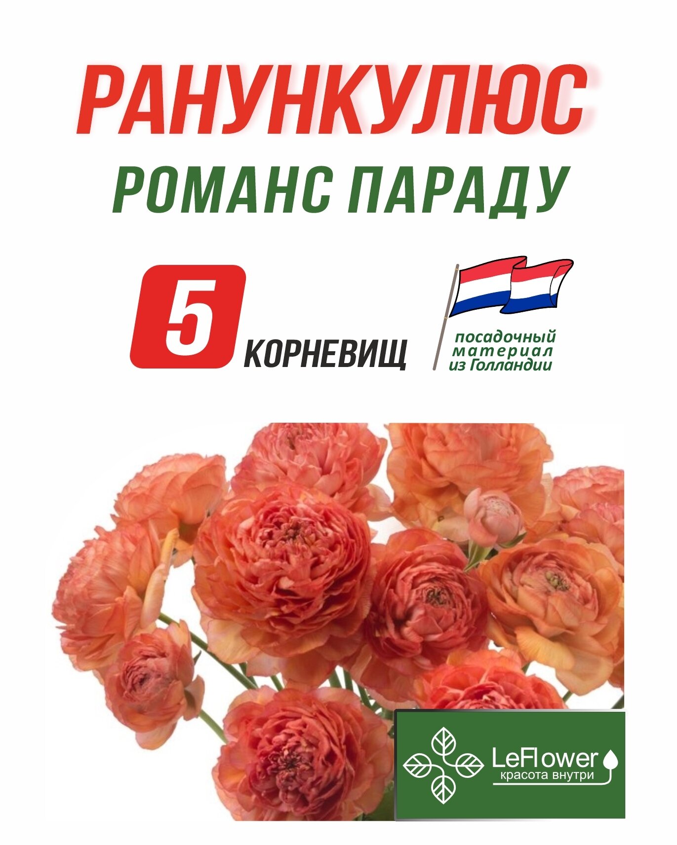 Корневище Ранункулюс Романс параду 5шт