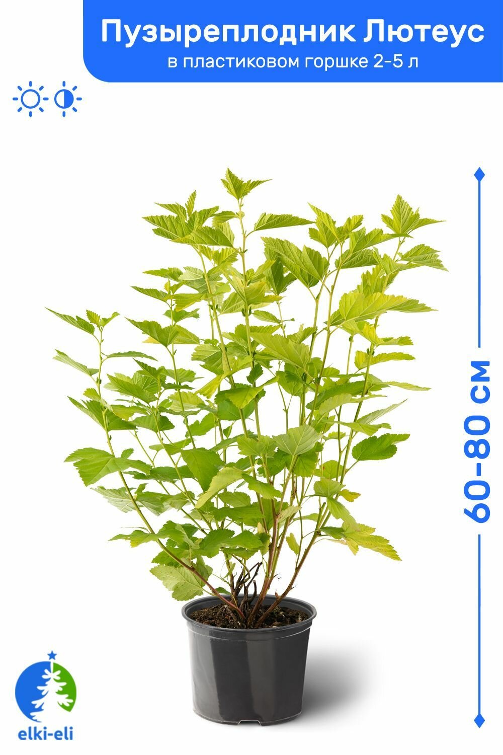 Пузыреплодник калинолистный Лютеус (Luteus) 60-80 см в пластиковом горшке 2-5 л саженец лиственное живое растение