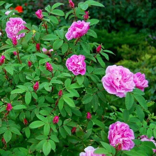 Роза канадская 'Therese Bugnet'