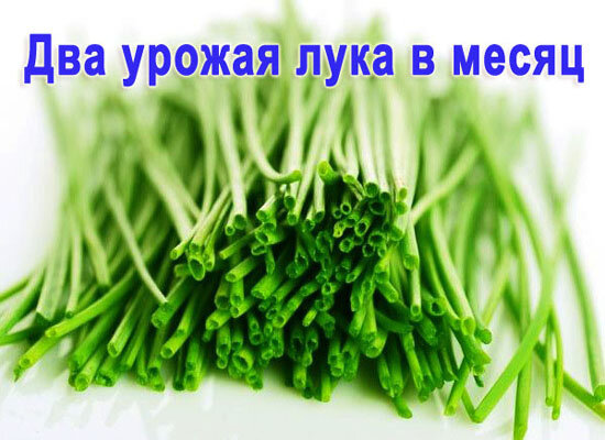 Домашняя чудо Грядка луковая проращиватель зелёного лука зимой на подоконнике original