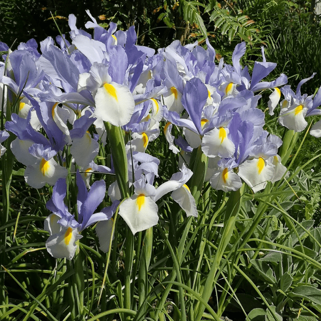 Ирис Сильвер Бьюти (5 луковиц). Holland Bulbs (Голландия) - фотография № 3