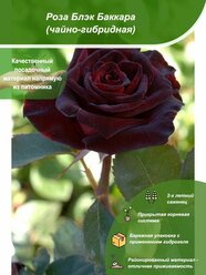 Роза Блэк Баккара / Посадочный материал напрямую из питомника для вашего сада, огорода / Надежная и бережная упаковка