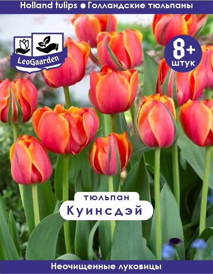 Тюльпан Луковица Куинсдэй 8+ шт