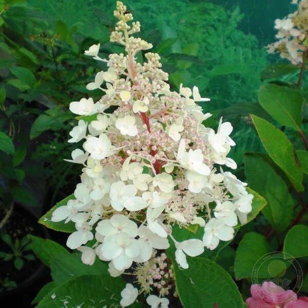 Гортензия метельчатая Hydrangea paniculata Candlelight (Канделайт)