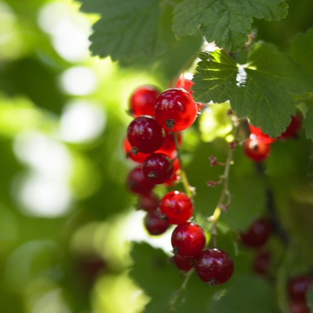 Смородина красная (лат. Ribes rubrum) семена 25шт + подарочек