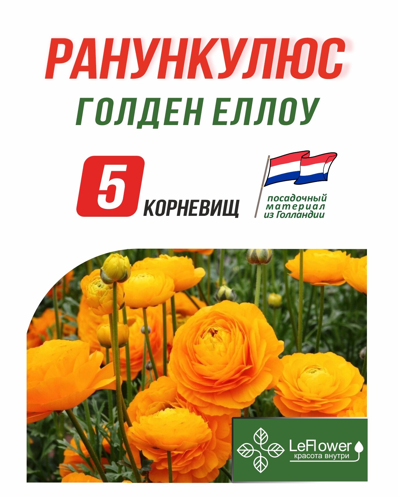 Корневище Ранункулюс Голден Еллоу 5шт